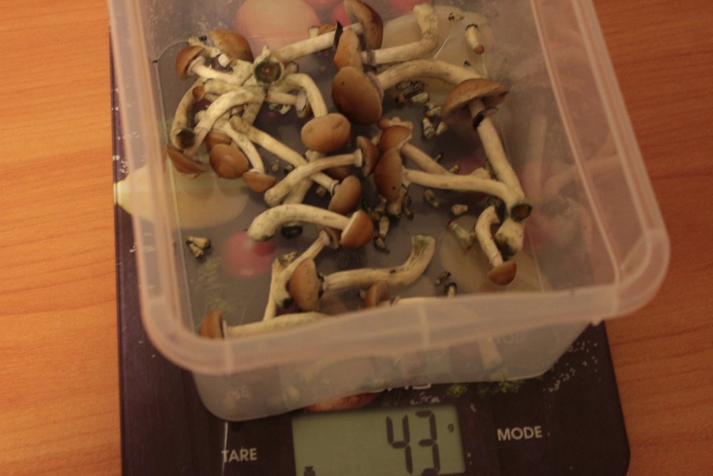 600820528_24(3).thumb.JPG.a70aece14eb065fbc1a788c2e27ba583.JPG