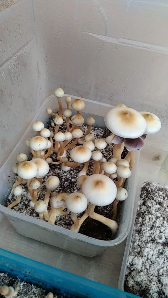 8e25aaed-2c64-43d4-94a9-8cfad888c69a.thumb.jpg.27fcc45c97ff3192230fba395e9dcea2.jpg