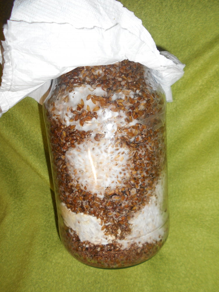 DSCN6668.thumb.JPG.dc0175343d443d563bbcd8ca7270a9c7.JPG