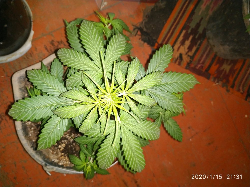 IMG_20200115_213107.jpg