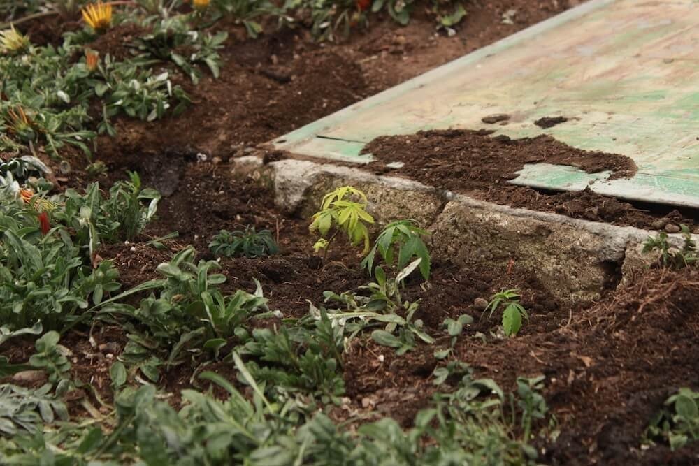 cannabis-flower-beds.jpeg