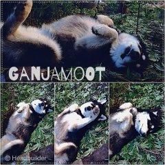 GanjaMoot))