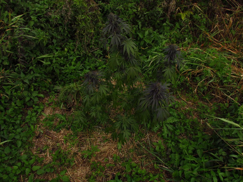 126489166_MG_2486.thumb.JPG.b9e3b4f7db52ecc2ae20f2cb6e80d57f.JPG
