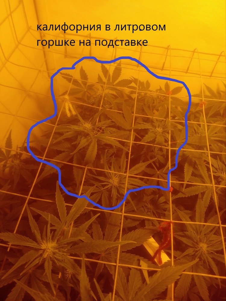 малышка калифорния бансай.jpg