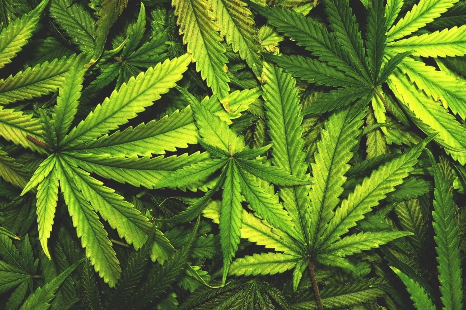 Марихуана в дубаи марихуана как лекарство видео