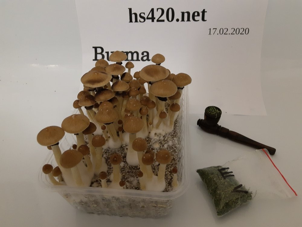 1XwIOJUiet.thumb.jpg.6282e6a5c1a99842c5b8b69739d4d634.jpg
