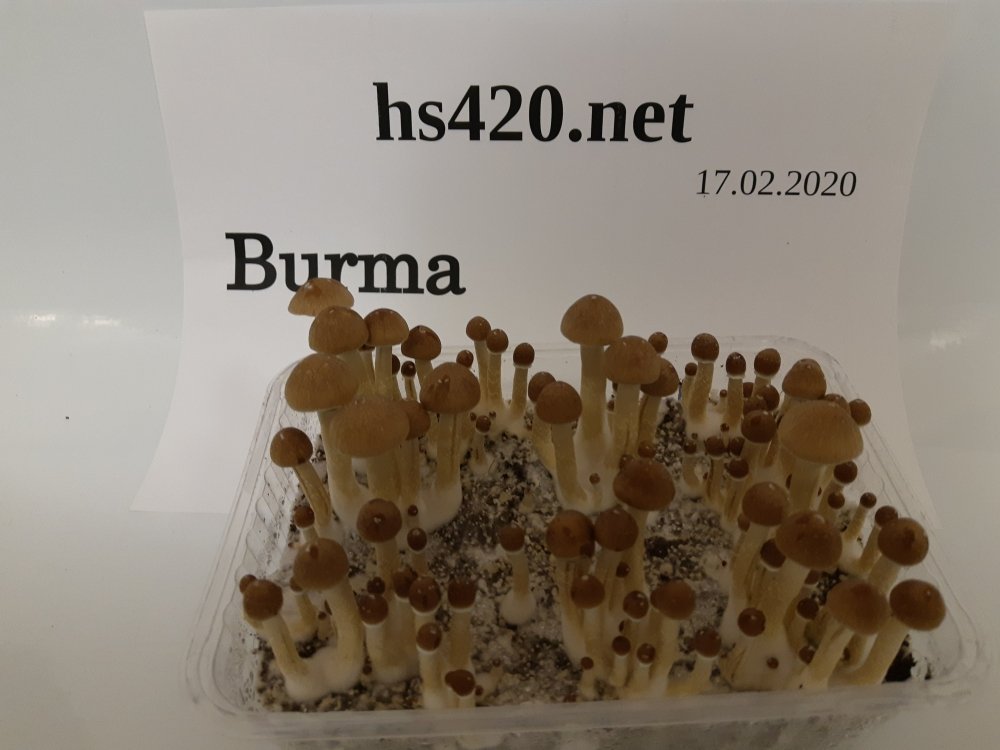 1XwIONk5Sm.thumb.jpg.05f6fda549e7117d771b908ac4479b96.jpg