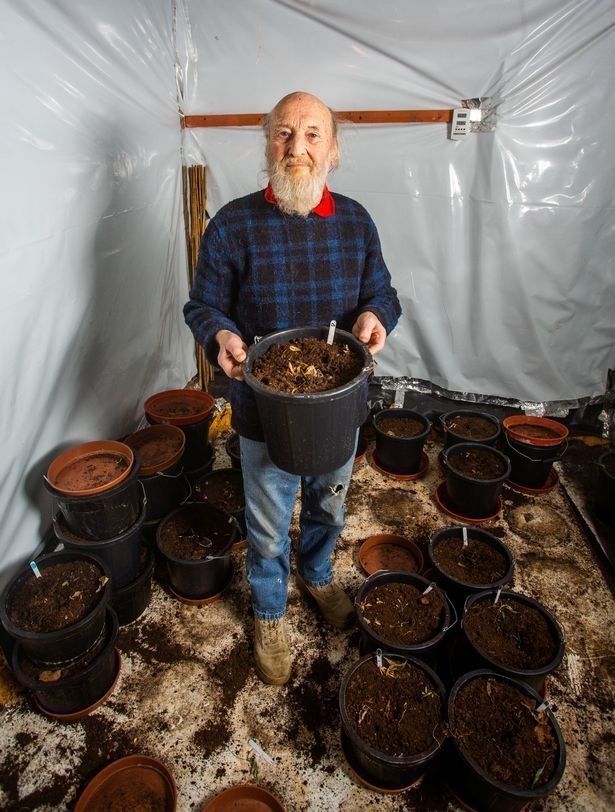 bevington-growing-cannabis.jpg