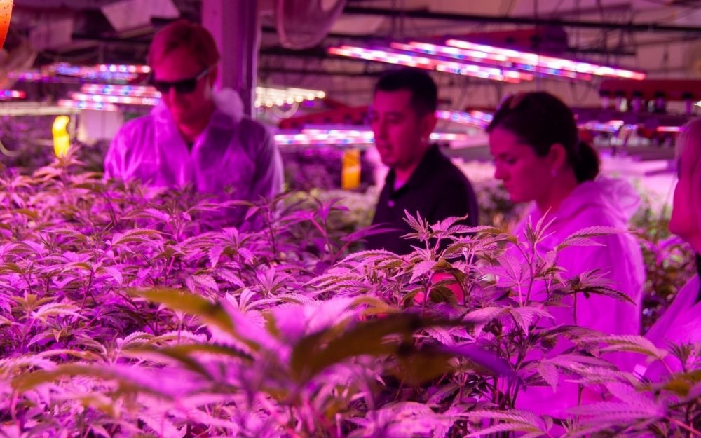 cannabis-grow-clinic.jpg