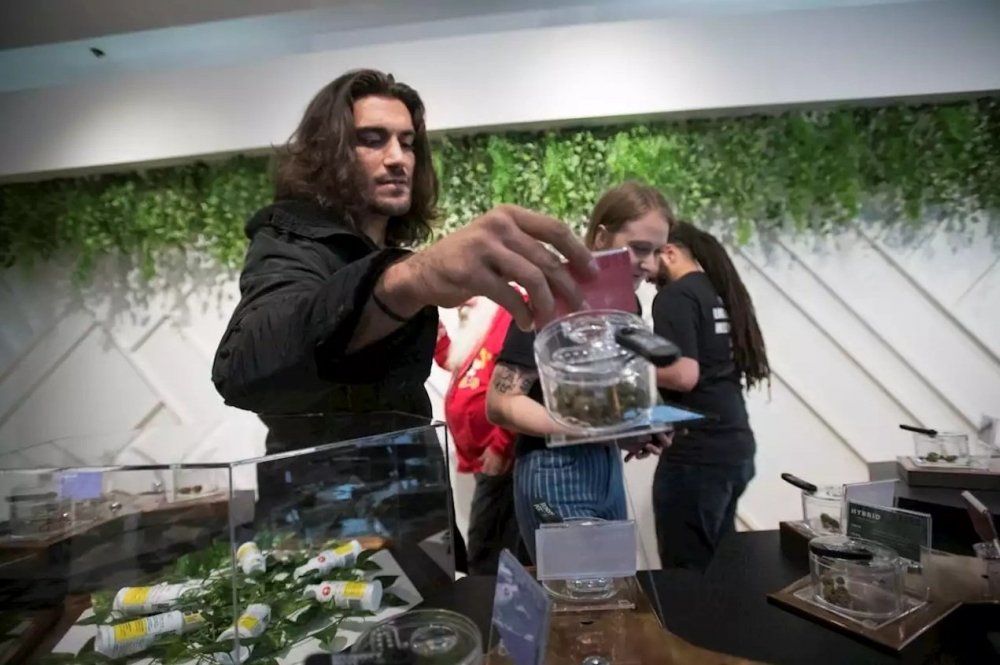 elias-theodorou-cannabis.jpg