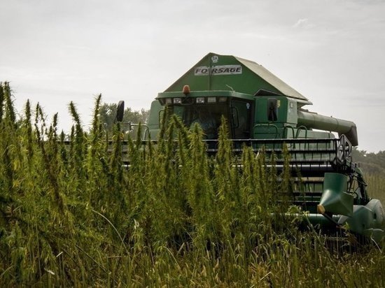 hemp-grow.jpg