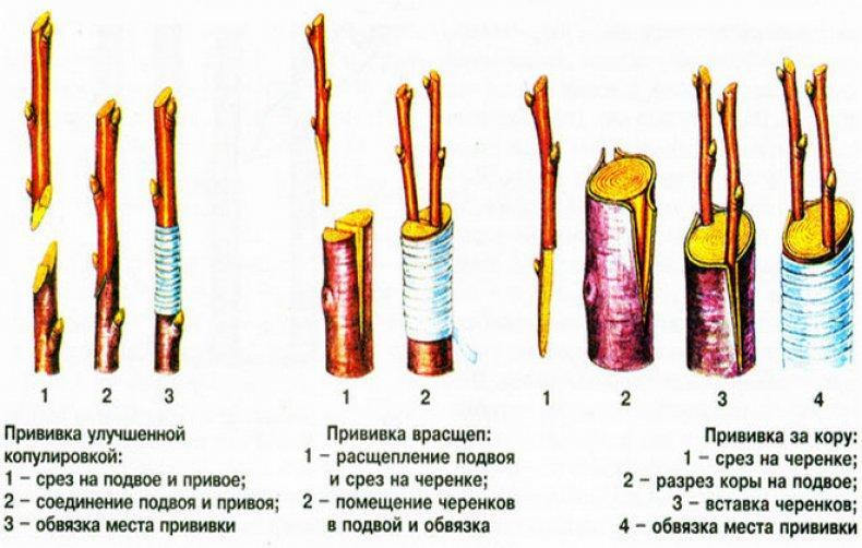 image.thumb.png.8a4d29a0f820c93c332432ec5adf1088.png