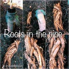 root truba