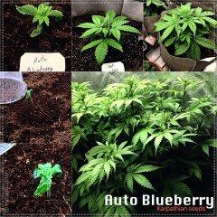 auto blueberry