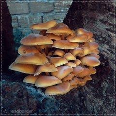 mushrooms?????