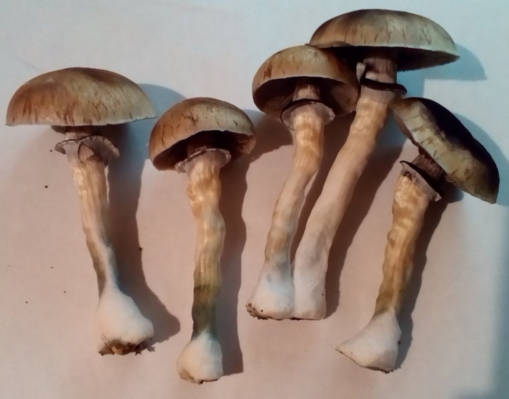 грибки.jpg