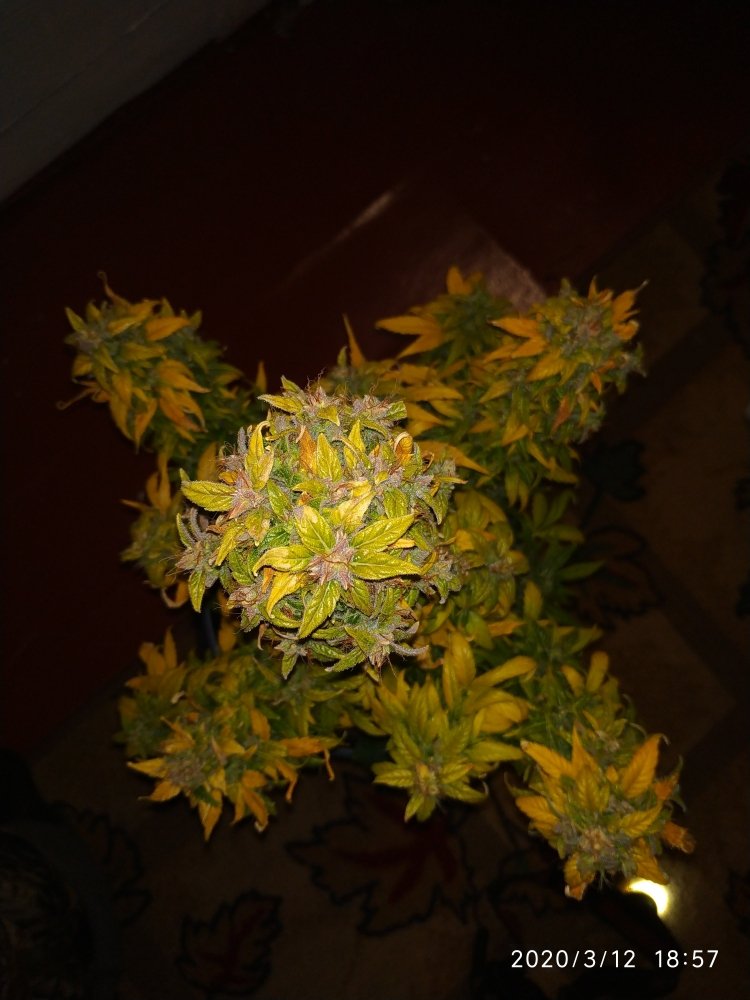 IMG_20200312_185757.jpg