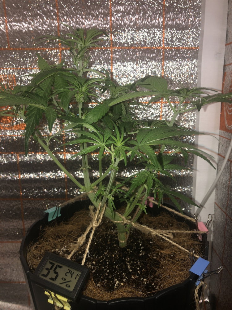 IMG_5488.thumb.JPG.aa14303dd92d1af22c3ca6688e671d17.JPG