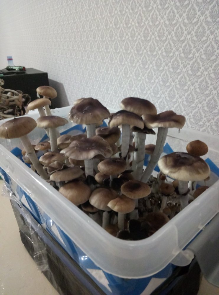 P00311-193819.jpg