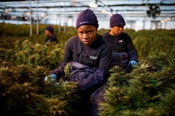 african-cannabis.jpg