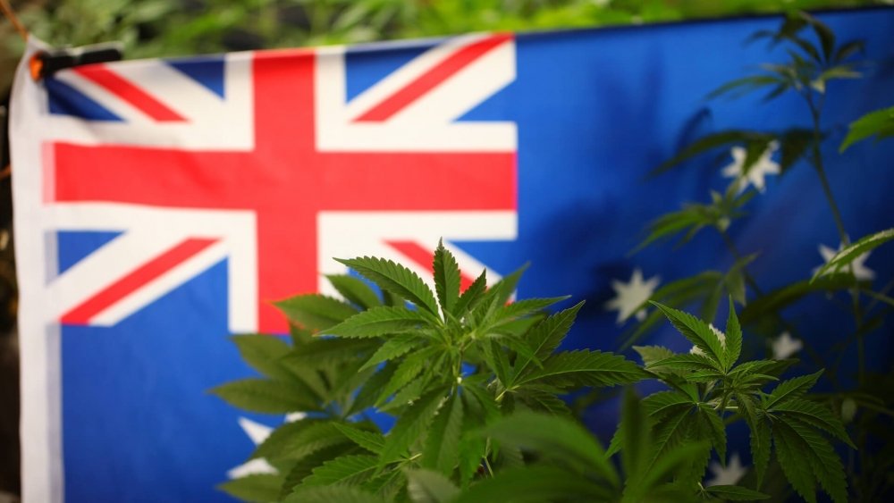 cannabis-australia-decr(1).jpg