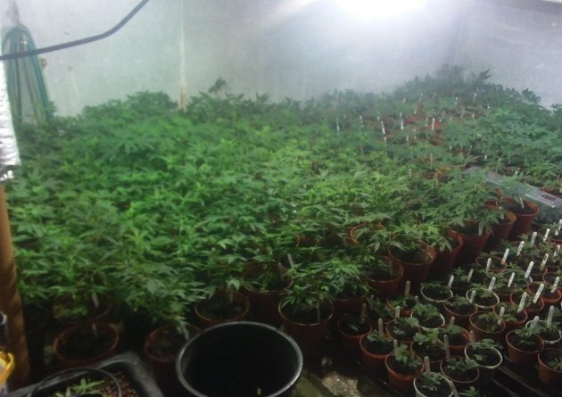 cannabis-nichols-grow.jpg