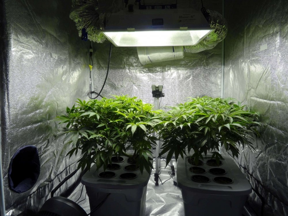 cannabis-rh-growing(1).jpg