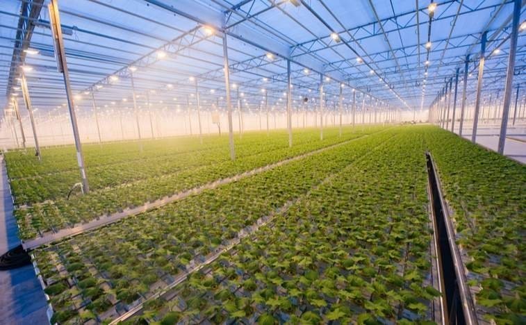 canopy-growth-greenhouse.jpg
