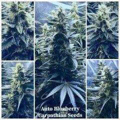 Auto Blueberry Carpathian Seeds