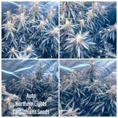 Auto Northern Lights Carpathian Seeds