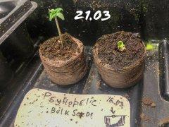 Psyhodelic Bulk Seeds