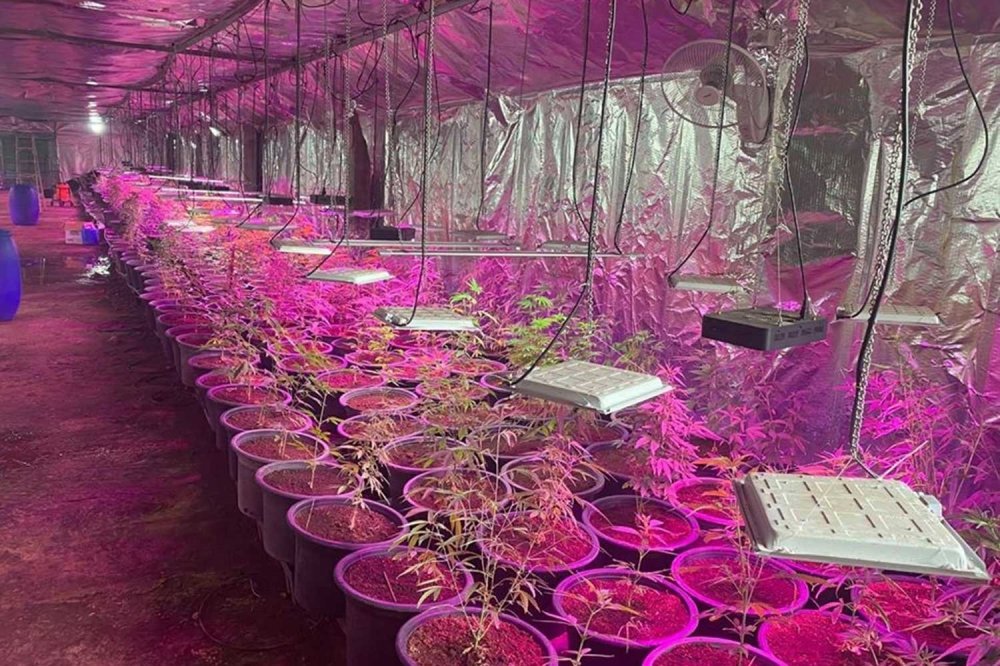 thai-cannabis-grow-facility.jpg