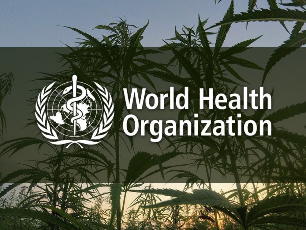 who-cannabis.jpg