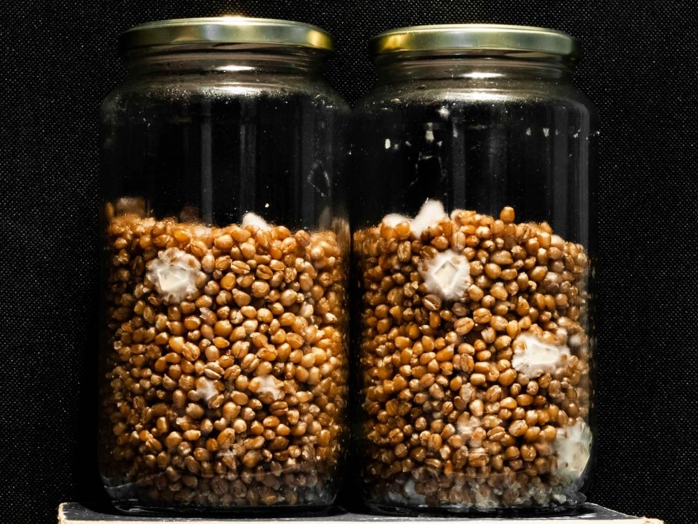 1050069044_Jars_12_1.thumb.jpg.da63979f732958f7f9b15d6a8fc06945.jpg