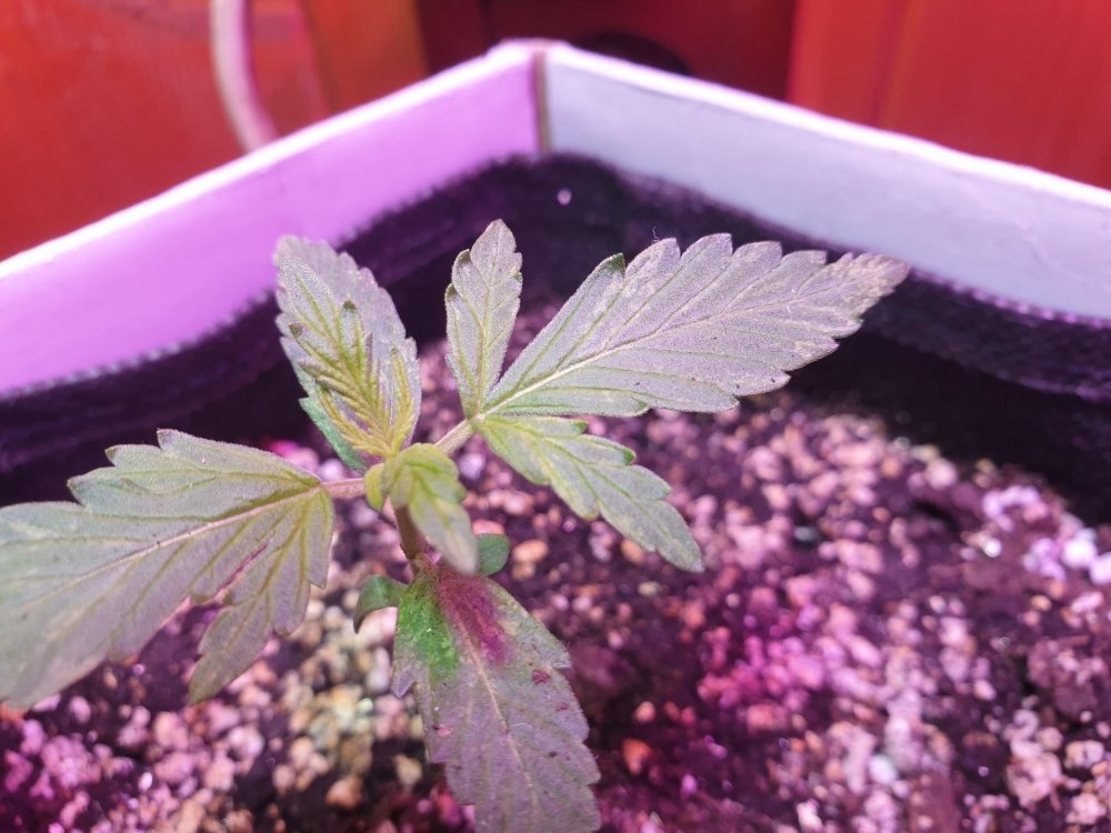 20200423_123308.thumb.jpg.66d5e84cbe0f9626480ab517f8cb5b2c.jpg