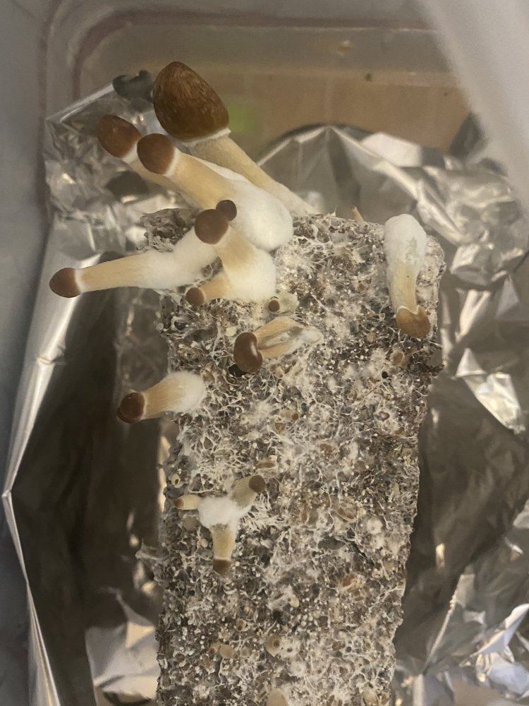 4C06427D-C885-4B8B-9DA4-766740DF2D29.jpeg