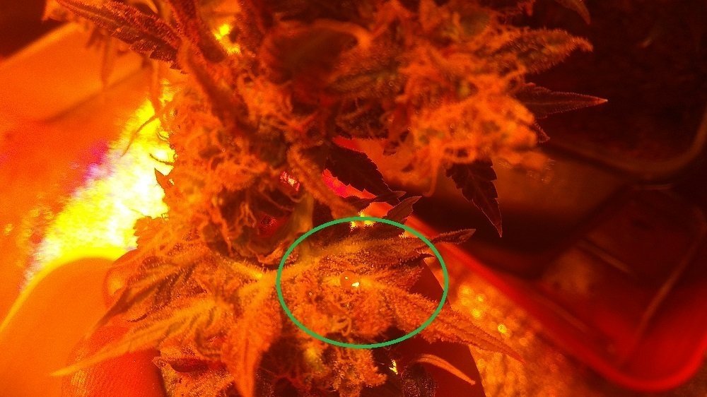 733661978_-Psychedelic.thumb.jpg.044df20f0616a452d48baf32b106f0e9.jpg