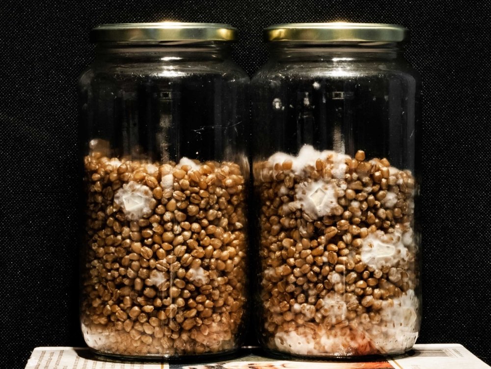863803996_Jars_12_2.thumb.jpg.60a74ab16864726a3c0187f0eb8e338e.jpg