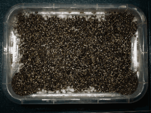 Container_II_1.gif.d2206cea88d891032916d2d9f105f6c3.gif