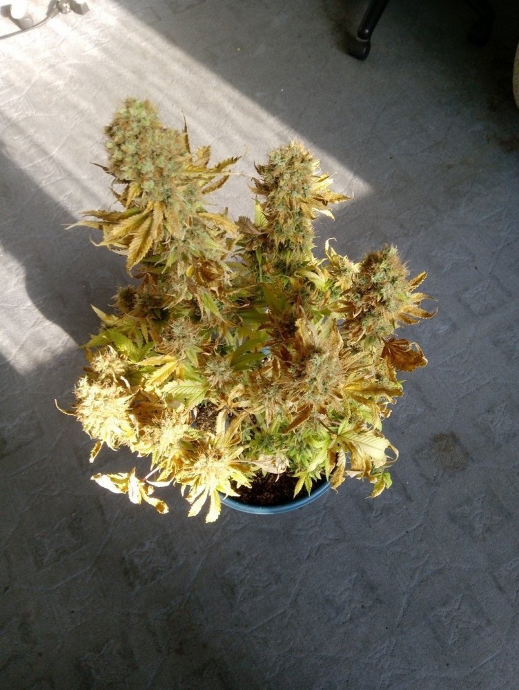 IMG_20200430_082114.jpg