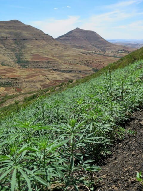 cannabis-farming-in-lesotho(1).jpg
