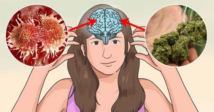 cannabis-kills-cancer-cells.jpg