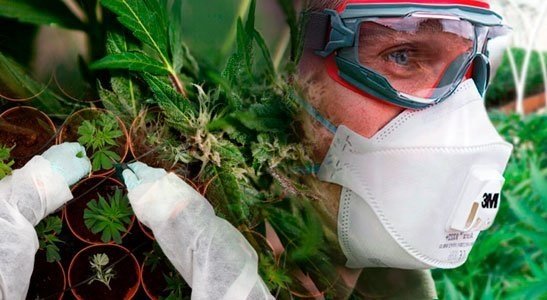 cannabis-ppe-donated.jpg