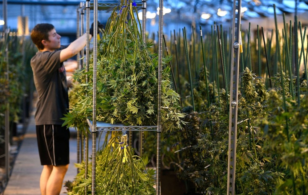 cannabis-stored-600(1).jpeg