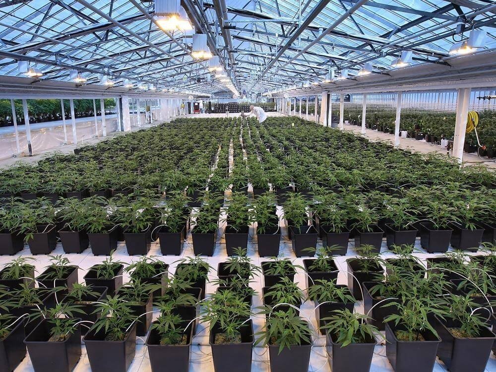 canopy-growth-closure(1).jpg