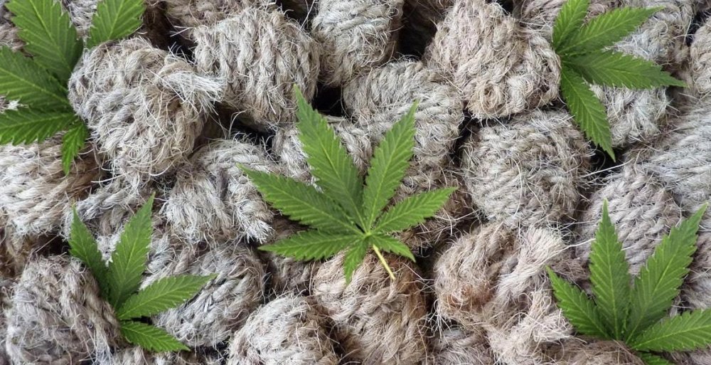 hemp-swabs.jpg