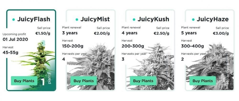 juicyfields-strains.jpg