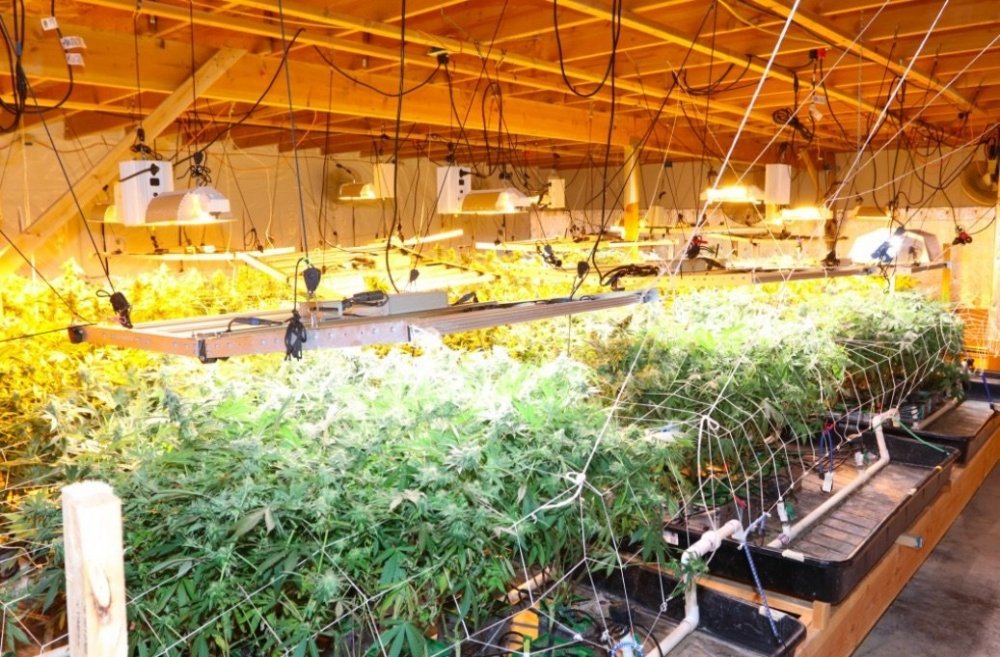 las-vegas-cannabis-farm.jpg