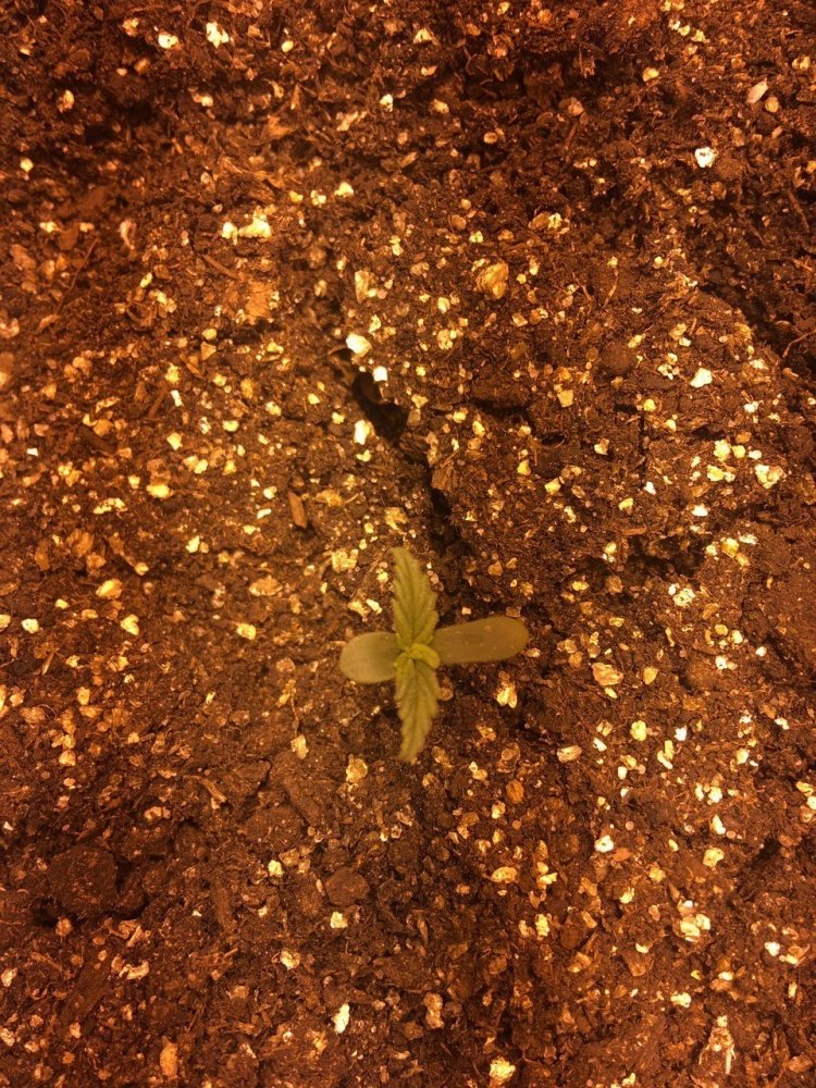 photo5265076434391641671.thumb.jpg.29a415a2ba0a3188ebb906871279b368.jpg