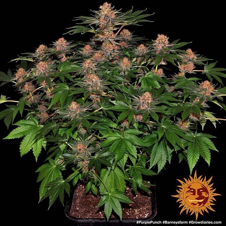 purple-punch-auto_3_212772.jpg